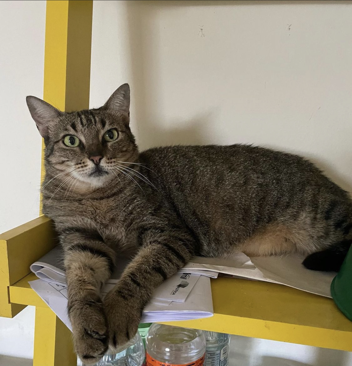 Gato tigrado na escada
