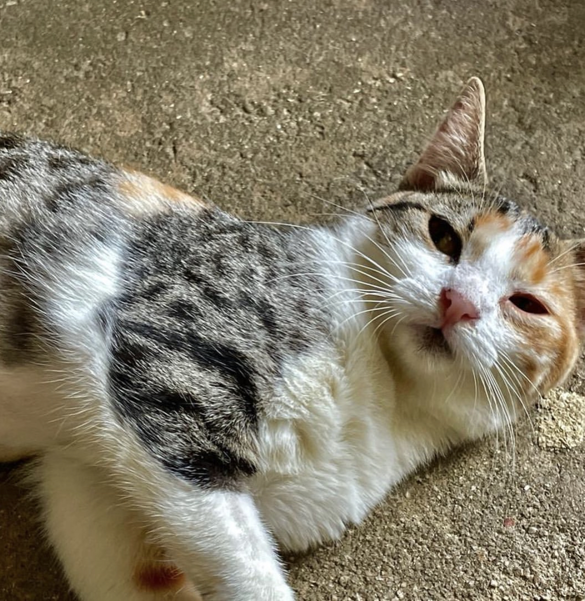 Gato tricolor de perto deitado