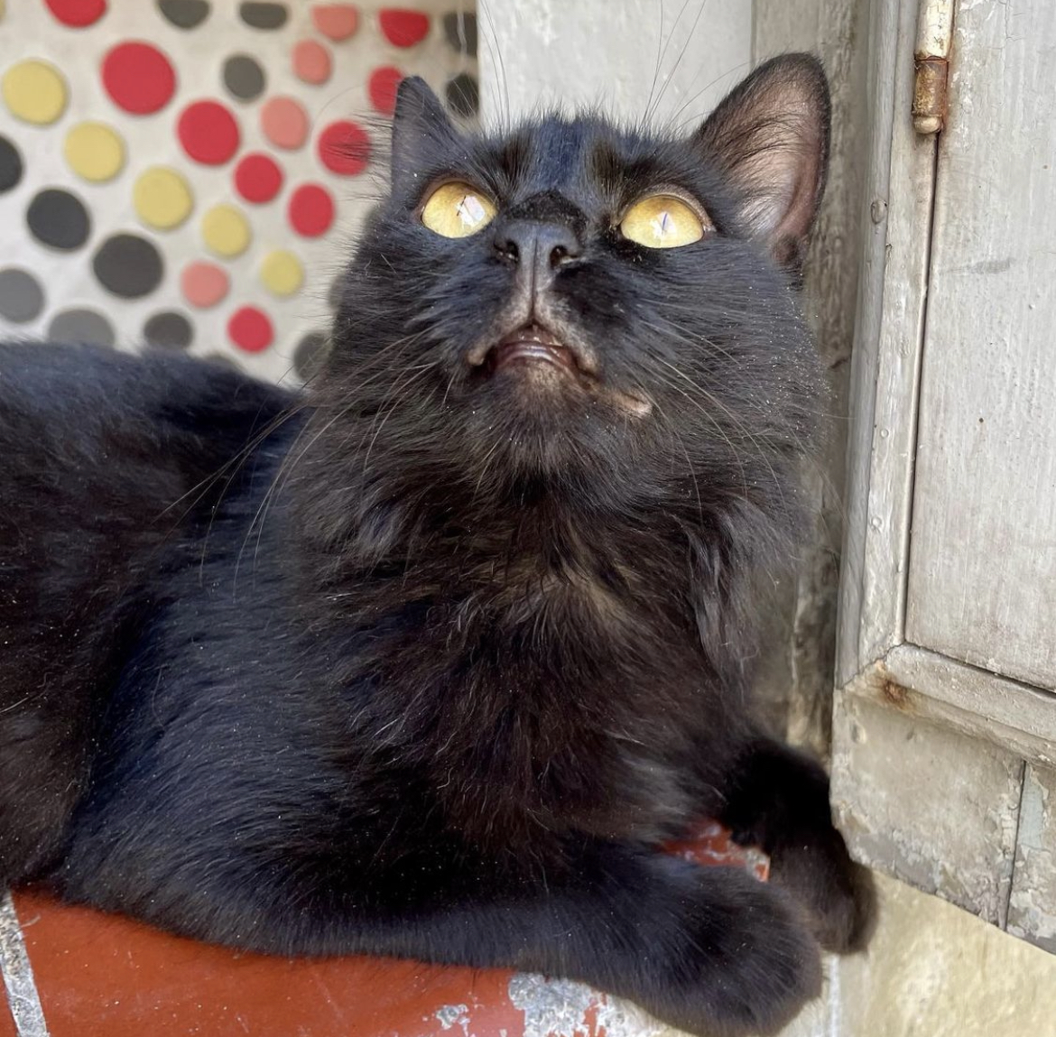 Gato preto peludo olhando para cima