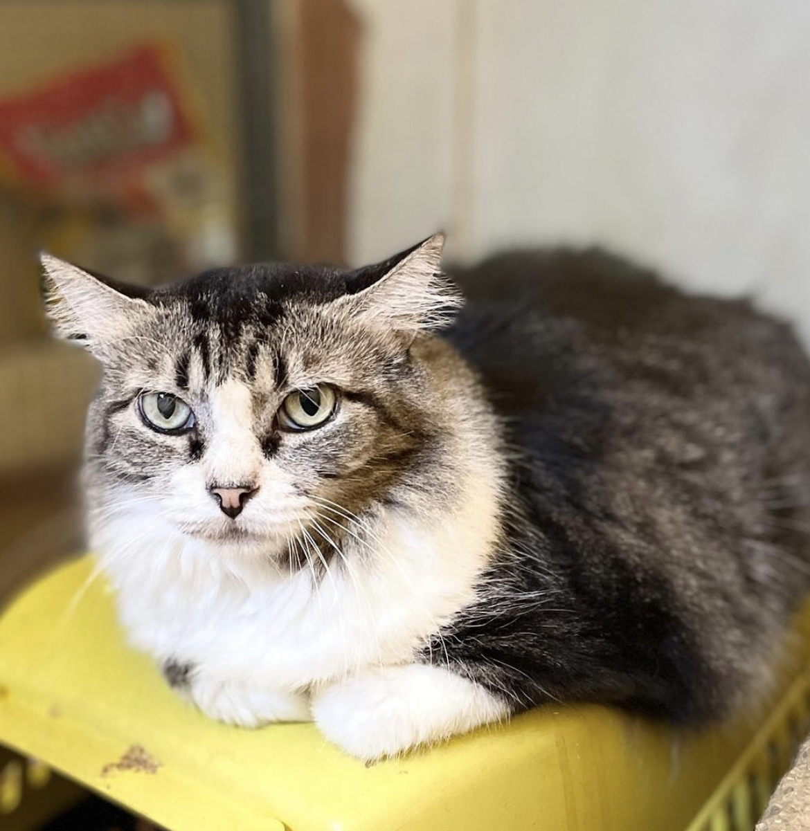 Gato tigrado e branco peludo